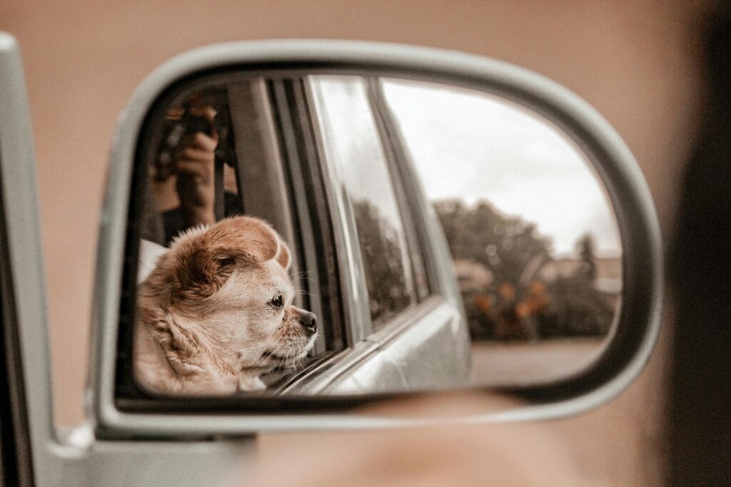 cómo emigrar a Canadá con tu perro requisitos 2026